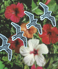 Sunny Weeks Clear Mini 'Iwa Bird Sticker