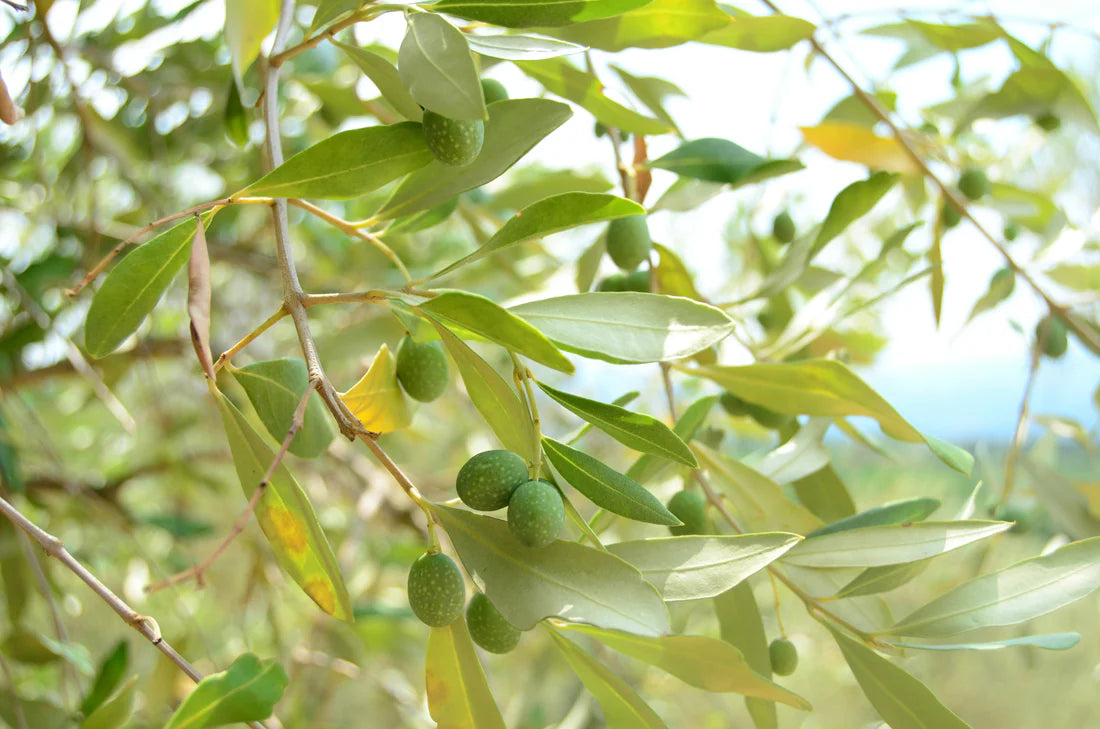 Trees Wax - Warm Tropic / Base